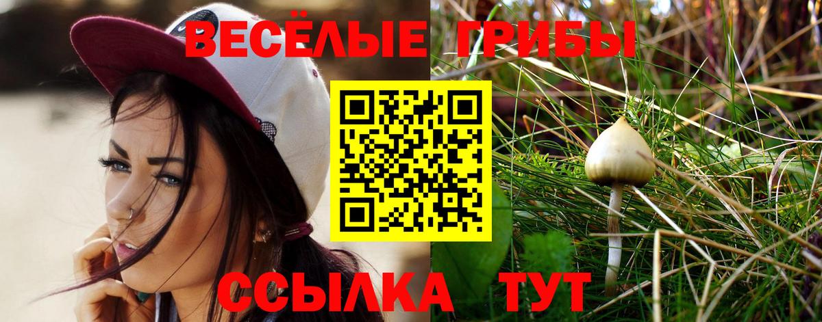 Псилоцибиновые грибы Psilocybe Торжок