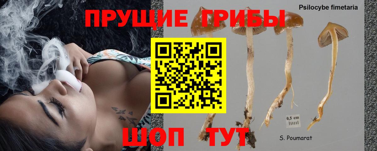 Псилоцибиновые грибы Magic Shrooms  Вход с VPN  Торжок  цена наркотик  Галлюциногенные грибы Cubensis 